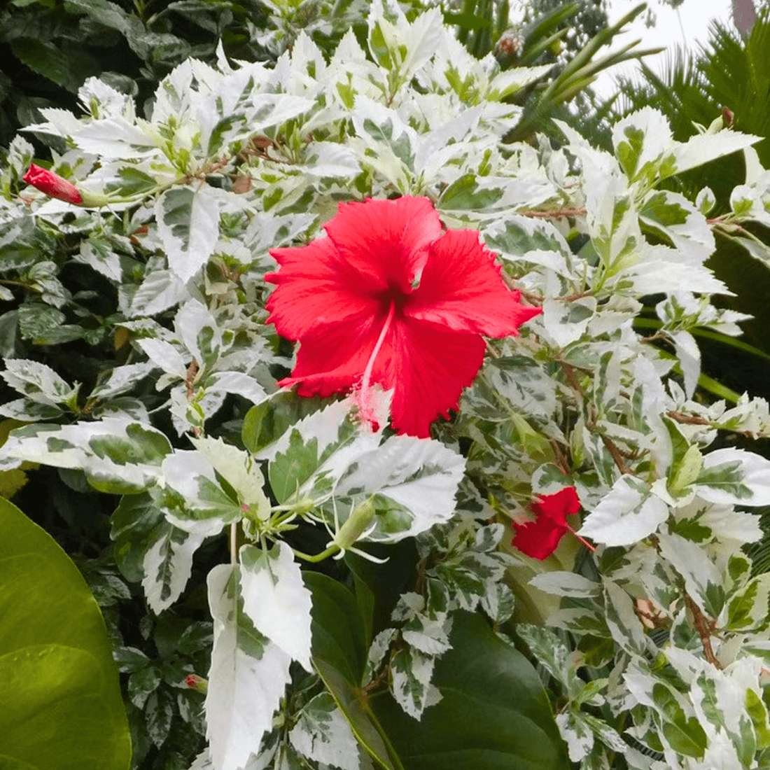 Snow Queen Hibiscus